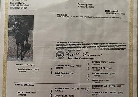 Quarter Horse (Quarter Horse, Mare) in Bluffton, OH