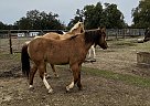 Doc - Gelding in Ukiah, CA Doc - Gelding in Ukiah, CA