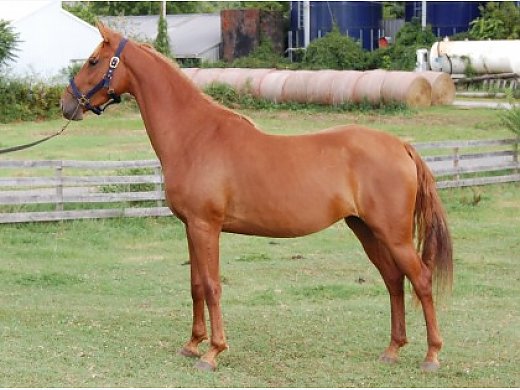Pleasure Broodmare
