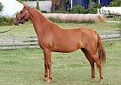 Saddlebred Mare for Sale in Buchanan, Virginia Performance Art