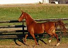 Saddlebred Mare for Sale in Buchanan, Virginia Saddlebred Mare for Sale in Buchanan, Virginia