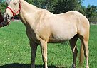 Cheddar - Gelding in Colchester, VT Cheddar - Gelding in Colchester, VT