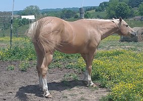 Quarter Horse (Quarter Horse, Gelding) in Limestone, TN