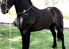Galan - Stallion in Greenleaf, ID Galan - Stallion in Greenleaf, ID