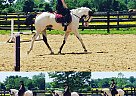 Paint - Horse for Sale in Fairview, NJ 07022 Paint - Horse for Sale in Fairview, NJ 07022