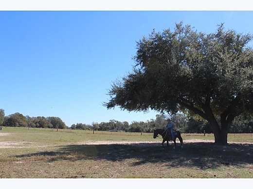 AQHA Mare- Pretty & Safe