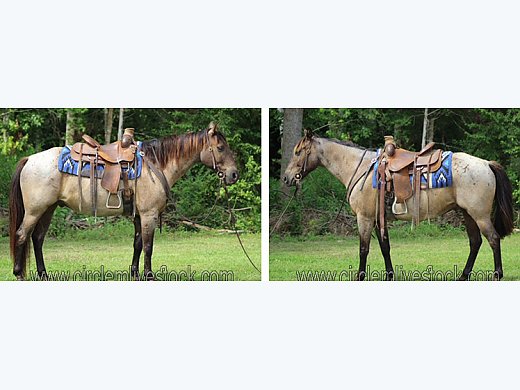 Crossbred Trail Gelding