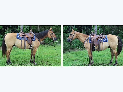 Experienced Trail Gelding