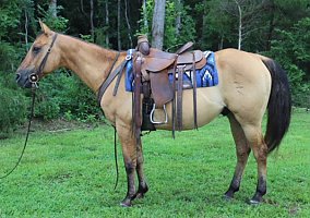 Quarter Horse (Quarter Horse, Gelding) in Troy, NC