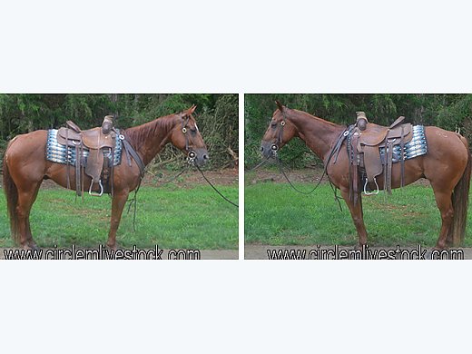 Finished Head/Heel Gelding