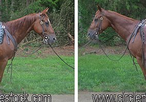 Quarter Horse (Quarter Horse, Gelding) in Troy, NC