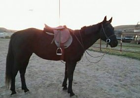 Warmblood (Warmblood, Gelding) in Santa Maria, CA