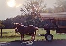Haflinger - Horse for Sale in Livingston, TX 77351