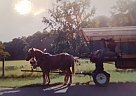 Haflinger - Horse for Sale in Livingston, TX 77351 Haflinger - Horse for Sale in Livingston, TX 77351