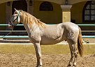 Andalusian - Horse for Sale in CANYON COUNTRY, CA 91387