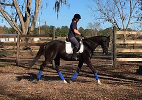 Maverick (Thoroughbred, Gelding) in Callahan, FL