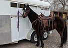 Missouri Fox Trotter - Horse for Sale in Corrales, NM 87048