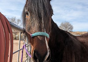 Missouri Fox Trotter (Missouri Fox Trotter, Mare) in Corrales, NM