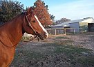 Paint - Horse for Sale in Hempstead, TX 77445