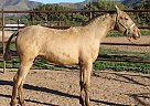 Andalusian - Horse for Sale in CANYON COUNTRY, CA 91387
