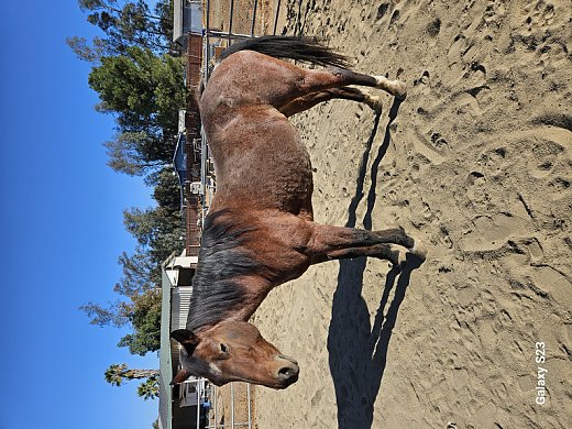 Quarter Horse
