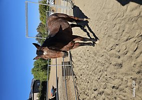 Quarter Horse (Quarter Horse, Gelding) in Wildomar, CA