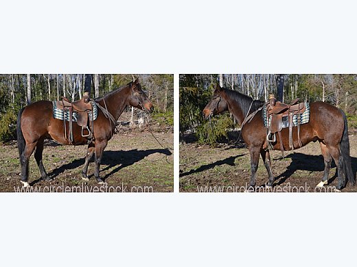 Ranch-Broke Trail Gelding