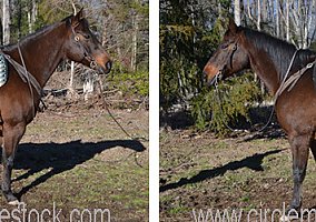 Quarter Horse (Quarter Horse, Gelding) in Troy, NC