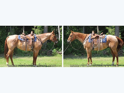 Ranch-Broke Trail Gelding