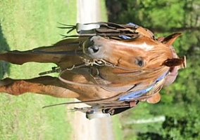 Quarter Horse (Quarter Horse, Gelding) in Troy, NC