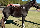 Racking - Horse for Sale in Decatur, AL 35603