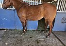 Quarter Horse - Horse for Sale in RAMONA, CA 92065