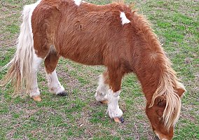 Shetland Pony (Shetland Pony, Gelding) in Robinson, TX