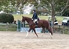 Other - Horse for Sale in Carmel, IN 46033 Other - Horse for Sale in Carmel, IN 46033