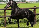 Talented Allrounder/Dressage Fri... Friesian Gelding