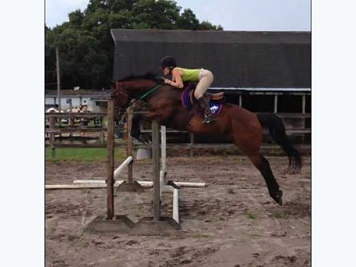 Talented Jumper Mare