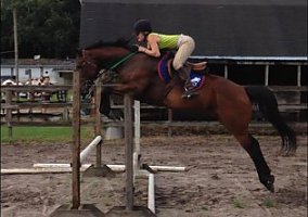 Thoroughbred (Thoroughbred, Mare) in Callahan, FL
