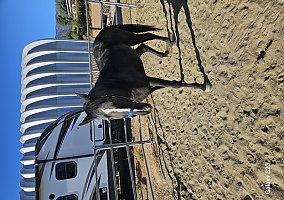 Tennessee Walking (Tennessee Walking, Gelding) in Wildomar, CA