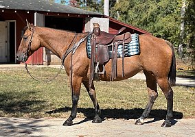 Quarter Horse (Quarter Horse, Mare) in Troy, NC