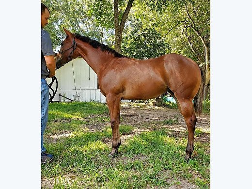Weanling Halter Filly.  WOW!