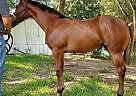 Paint - Horse for Sale in Hempstead, TX 77445