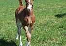 Drogon HHF - Stallion in Winsted, CT Drogon HHF - Stallion in Winsted, CT