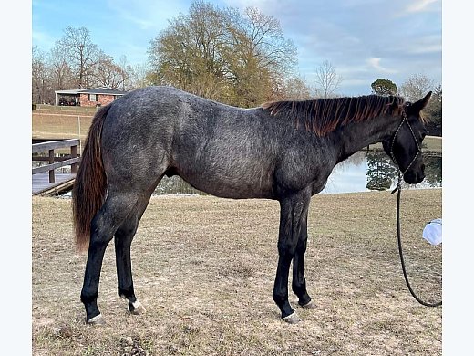 2021 Blue Roan AQHA Stud Colt