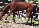 Appendix - Horse for Sale in PINELLAS PARK, FL 33782