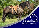Friesian - Horse for Sale in Cochranville, PA 19330