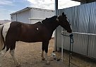 Beautiful TWH for Sale Tennessee Walking Gelding
