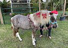 Paint Pony - Horse for Sale in Hollywood, FL 33024