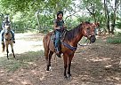 Quarter Horse - Horse for Sale in Huntsville, AL 