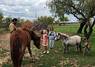 Crossbred Pony - Horse for Sale in Wichita Falls, TX 76310