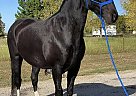 Magic - Gelding in Cedar Hill, TX Magic - Gelding in Cedar Hill, TX